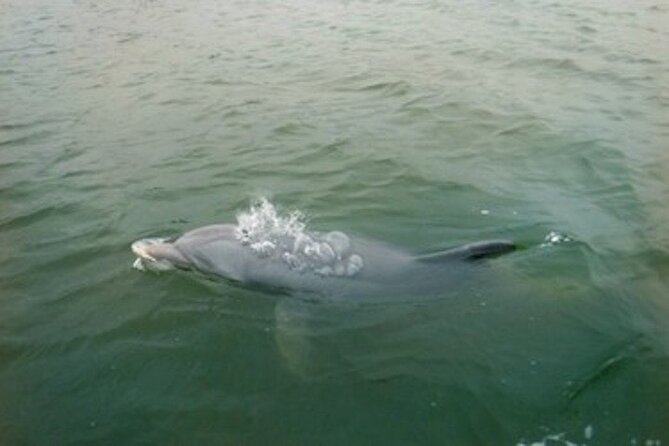 Private Hilton Head Dolphin Tour - The Guide Experience: Knowledgeable and Engaging