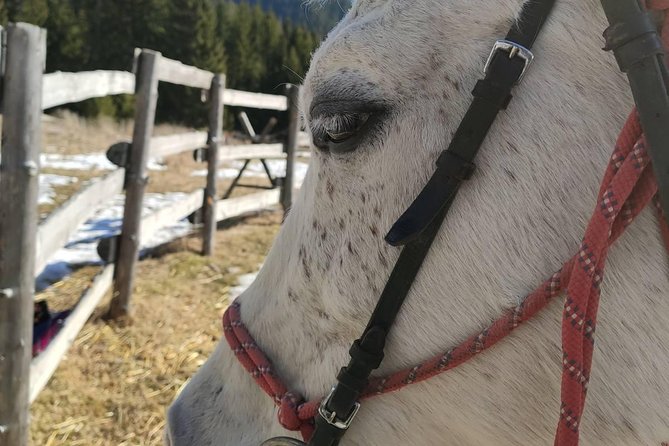 Private Horseback Riding the Rila Range - Food, Drinks, and Additional Costs
