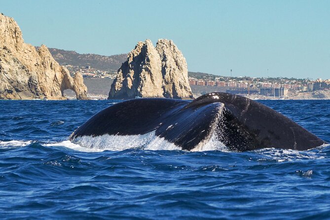 Private Humpback Whale Watching in Cabo San Lucas - Discover the Unique Private Humpback Whale Watching Tour in Cabo San Lucas