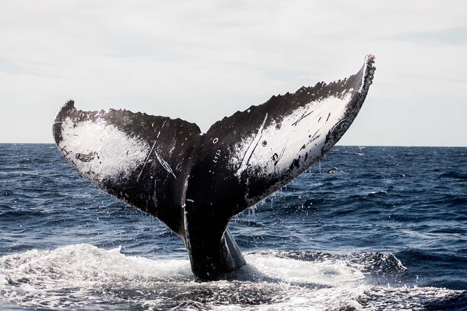 Private Humpback Whale Watching in Cabo San Lucas - Key Points