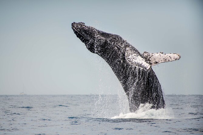 Private Humpback Whale Watching in Cabo San Lucas - The Boat and Equipment Used on the Tour