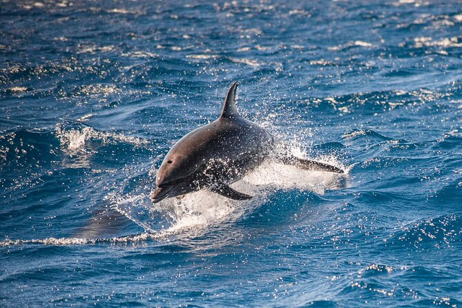 Private Humpback Whale Watching in Cabo San Lucas - The Role of Marine Biologists on the Tour