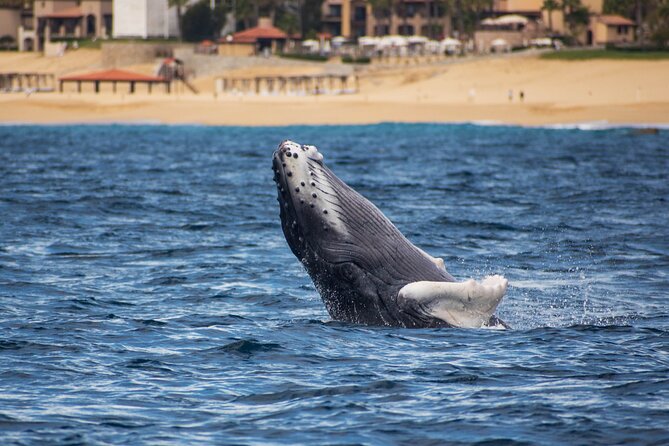 Private Humpback Whale Watching in Cabo San Lucas - Practical Tips and Considerations for Booking
