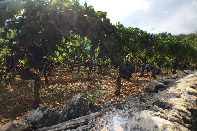 Private Hvar Wine Tasting Tour - Experience the Local Culture with an Informed Guide