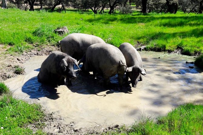 Private Iberian ham tour to the Sierra de Aracena - Key Points