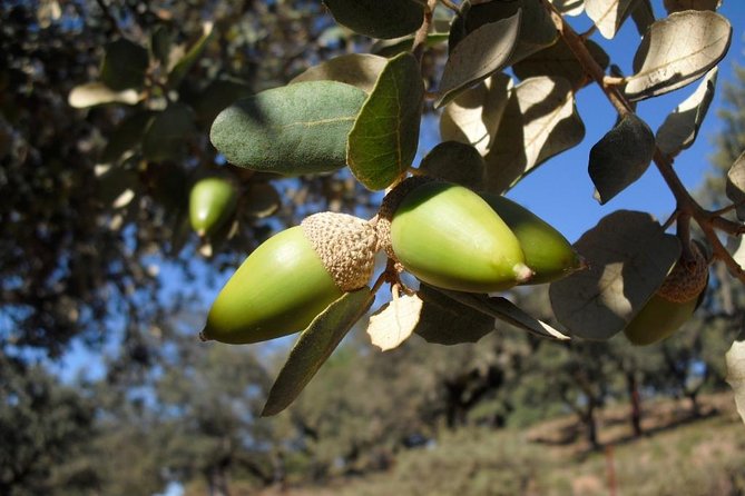 Private Iberian ham tour to the Sierra de Aracena - Exclusive Access and Expert Guidance