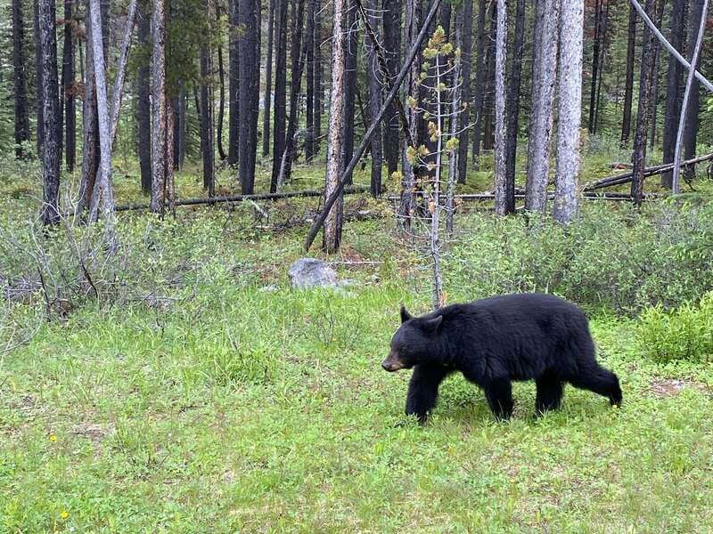 Private Icefields Parkway Tour w/ Lake Louise & Moraine Lake - Key Points
