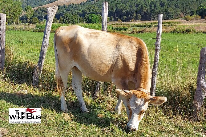 Private Irpinia Gourmet Tour from POSITANO, PRAIANO or AMALFI - Exploring the Antico Castello Winery