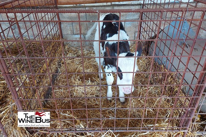 Private Irpinia Gourmet Tour from POSITANO, PRAIANO or AMALFI - What’s Included and What’s Not