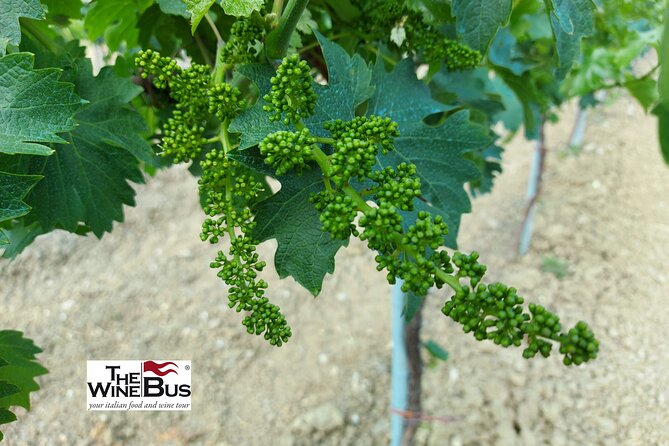 Private Irpinia Gourmet Tour from POSITANO, PRAIANO or AMALFI - The Pacing and Duration of the Tour