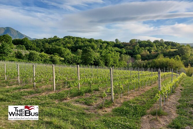 Private Irpinia Wine Tour from POSITANO, AMALFI or RAVELLO - Transportation and Comfort