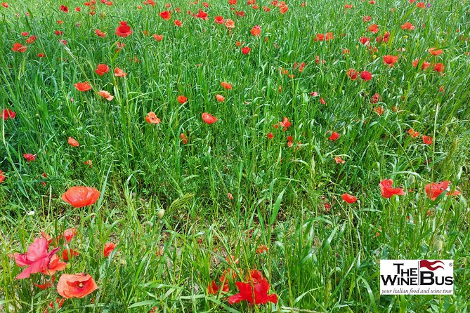 Private Irpinia Wine Tour from Sorrento with sommelier - Exploring Montemiletto and Optional Lunch