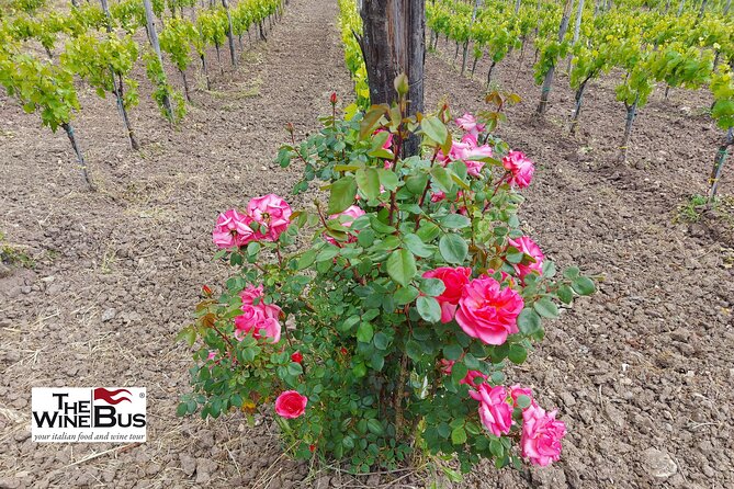 Private Irpinia Wine Tour from Sorrento with sommelier - Afternoon at Feudi di San Gregorio in Sorbo Serpico