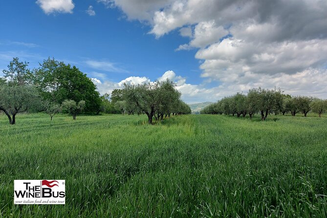 Private Irpinia Wine Tour with Pizza Cooking Class from SORRENTO - Starting from Sorrento: Pickup and Transportation