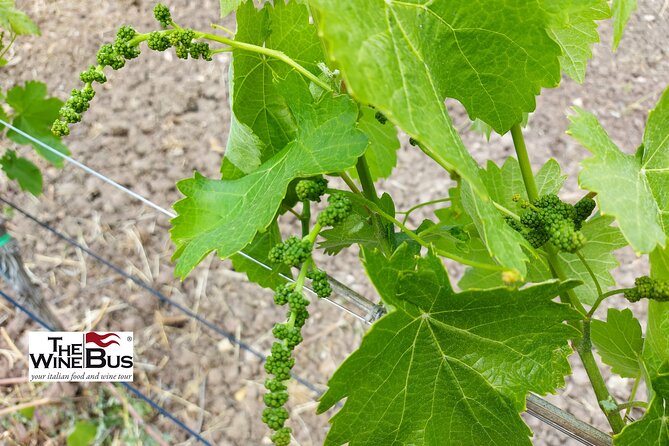 Private Irpinia Wine Tour with Pizza Cooking Class from SORRENTO - Crafting Your Personal Pizza and Dining