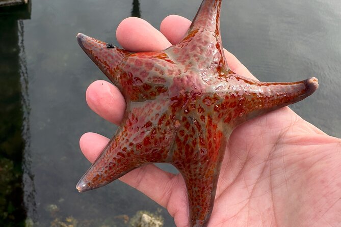 Private Island Experience in Sitka - Transportation, Accessibility, and Private Nature of the Tour