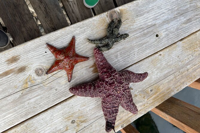 Private Island Experience in Sitka - Gourmet Food, Water Activities, and Scenic Relaxation