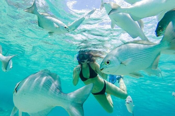 Private Jeep Cozumel Snorkeling Adventure in Jade Cave and Lunch - Scenic Viewpoint Climb and Jade Cave Exploration