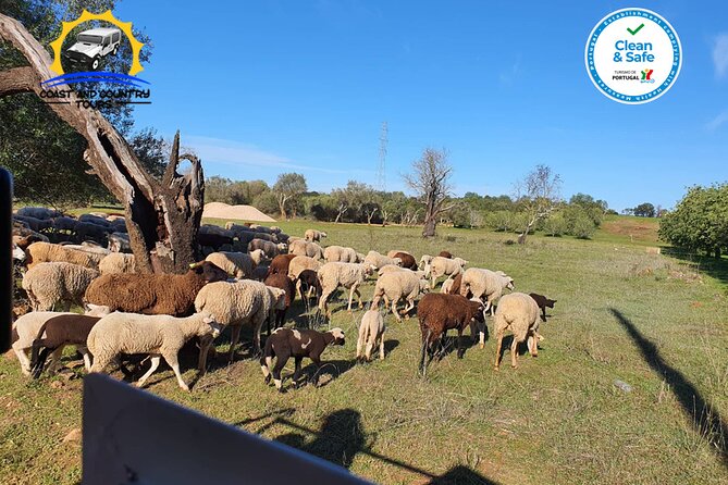 Private Jeep Safari Half-Day Tour - Scenic Drive Through Algarve’s Countryside and Fruit Plantations