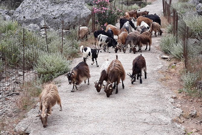Private - Jeep Safari Tour with Lunch and Tastings - Sampling at Anoskeli Winery Olive Mill