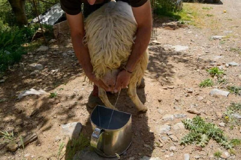 Private Jeep Tour to Viannos, Omalos Forest & Myrtos Beach - Unique Stop with Food Tasting and Local Flavors