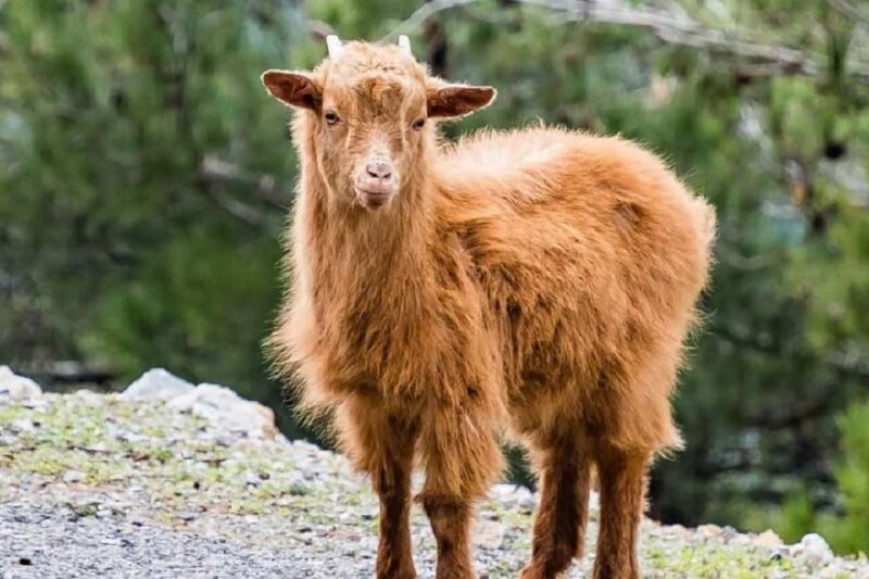 Private Jeep Tour to Viannos, Omalos Forest & Myrtos Beach - Relaxing at Paralia Mirtos Cove