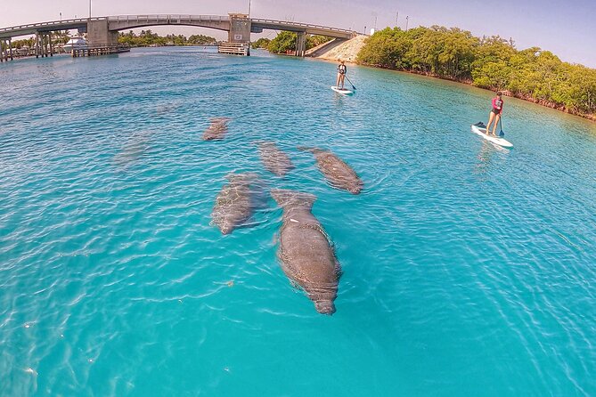 Private Jupiter Island Guided Paddle Boarding Tour - Experience the Best of Jupiter Island on a Private Paddle Boarding Tour