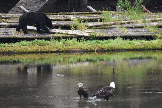 Private Ketchikan City Totems & Wildlife Van Tour - Panoramic Views from Rainbird Trail