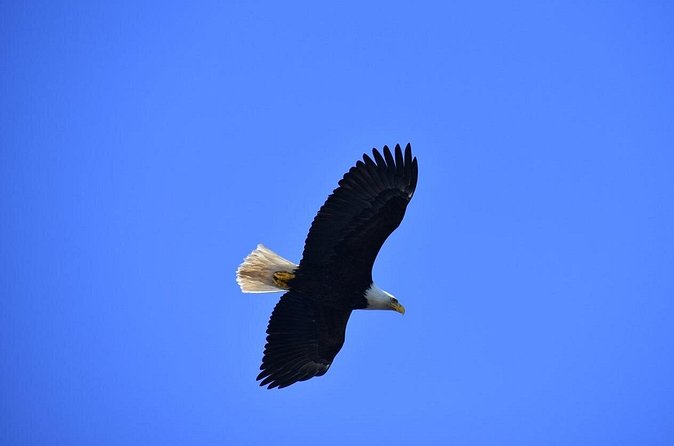 Private Ketchikan Tour in '67 VW Van - Rotary Beach: Tide Pool Exploration and Wildlife Spotting