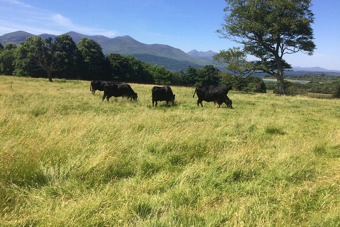 Private Killarney National Park Tour with an accredited chauffeur/guide - Discovering Muckross Abbey and Ross Castle