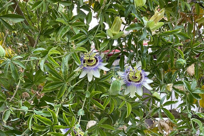 PRIVATE-Knossos-Winery-Olive Oil Factory-Traditional Villages - Visiting Lasithi Plateau and the Windmills
