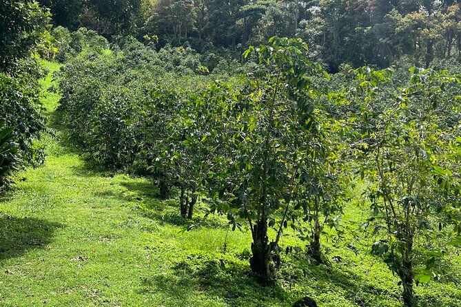 Private Kona Cruise Ship Excursion Kona up to 14 People - Key Points