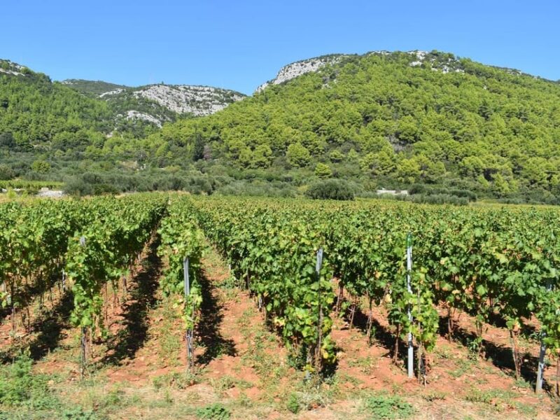 Private Korula Island: Wine & Sightseeing Tour - The Guide and Vehicle Comfort