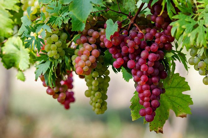 Private Lake Balaton Experience with an unforgettable Wine Tasting - Comfortable Transportation and Personalized Itinerary