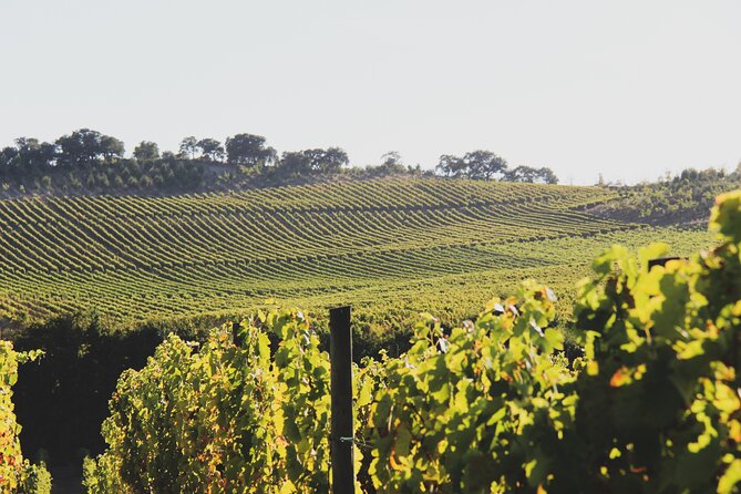 Private Lisbon Wine Tasting Trip to the Setubal Region with Hotel Pick-Up - Deep Dive into Quinta de Alcube’s Traditional Techniques