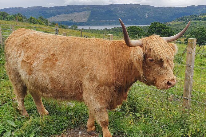 Private Loch Ness & Highland Adventure Guided Tour - Passing Through Fort William and Glencoe