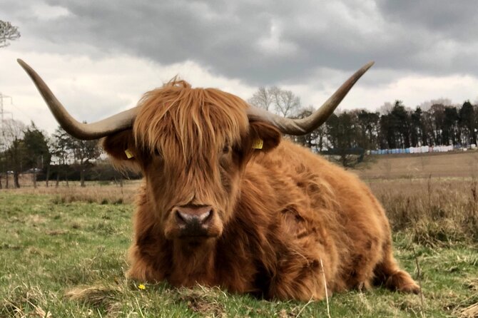 Private Luxury Shore Excursion Driving Tour to Stirling Six Hours Long - The Guide and Overall Experience