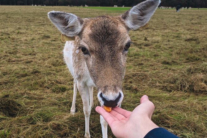 Private Luxury Tour of Dublin - Discover Dublin in Style with a Private Luxury Tour