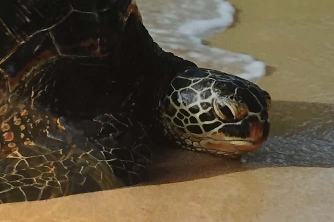 Private luxury tour of Oahu island - Encountering Sea Turtles at Laniakea Beach