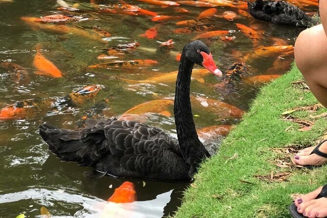 Private luxury tour of Oahu island - Exploring Shark’s Cove and the Banzai Pipeline