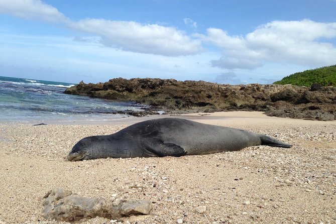 Private luxury tour of Oahu island - Sunset Beach and Laie Point: Nature’s Spectacle