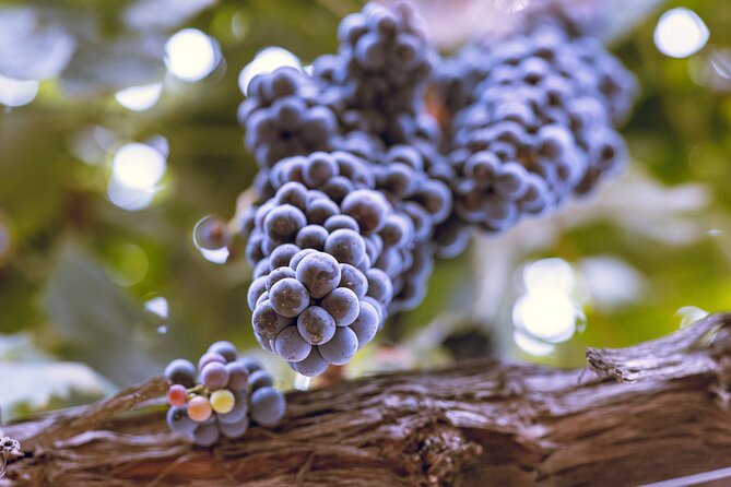 Private Luxury Transportation Experience - Sonoma - Discover a Tailored Sonoma Wine Tour in Luxury