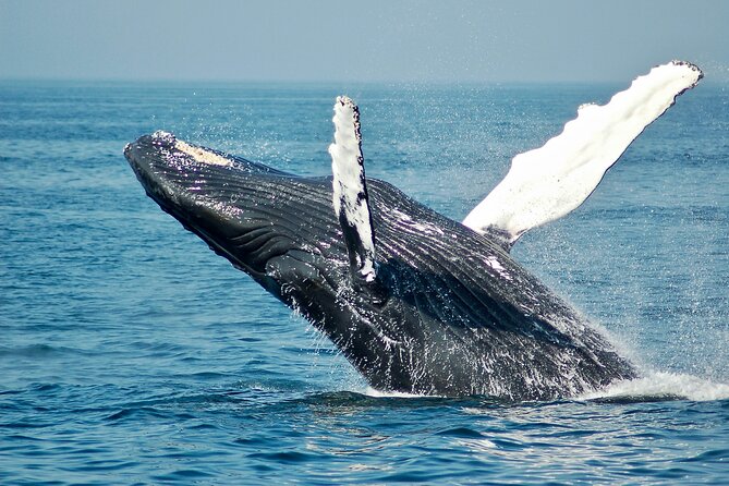 Private Luxury Whale Watching Tour in San Diego - Experience the Ultimate Private Whale Watching Adventure in San Diego