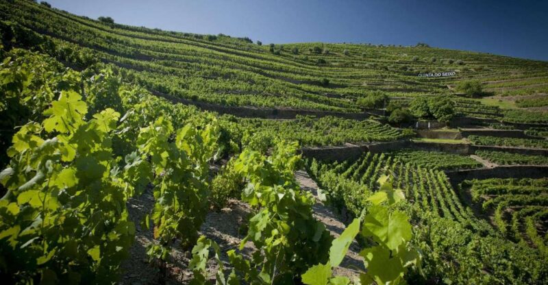 Private Luxury Wine & Food Tour in Douro - Starting Point and Transport for a Seamless Day