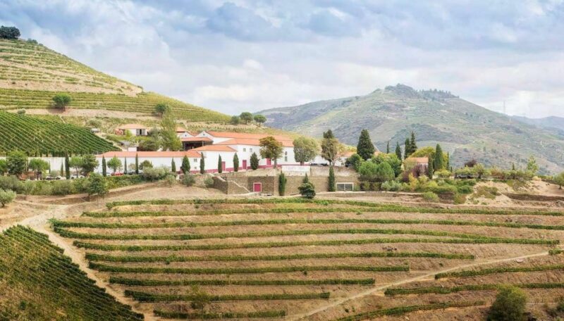 Private Luxury Wine & Food Tour in Douro - Tasting and Learning about Douro Wines