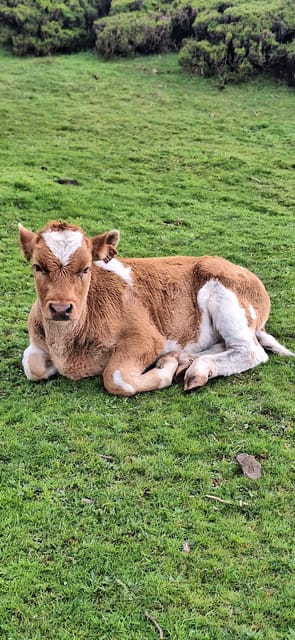 Private Madeira Complete Full Day Tour - Key Points