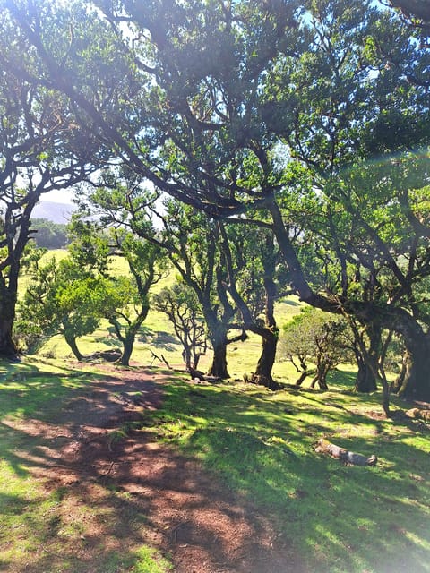 Private Madeira Complete Full Day Tour - Discovering Local Culture: Santana Houses and Waterfalls