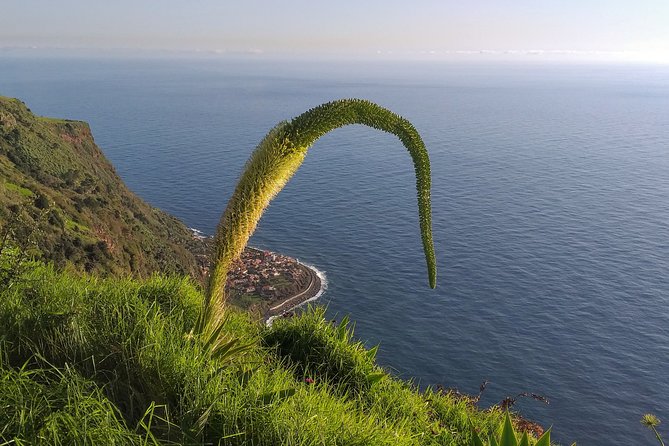 Private Madeira Tour up to 4 people - Why Choose This Private Madeira Tour?