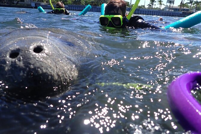 Private Manatee Snorkeling Tour - An Up-Close Encounter with Manatees in Crystal River