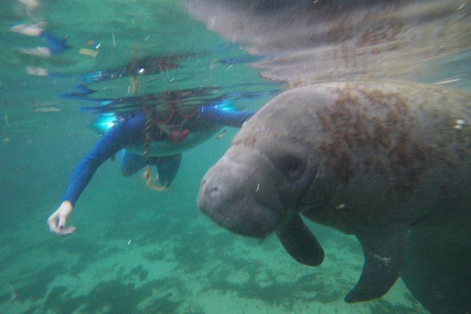 Private Manatee Snorkeling Tour - Starting Point at Crystal River Dive Shop
